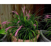 Більбергія поникла (Billbergia nutans)